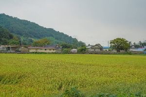 대초마을 사진 2